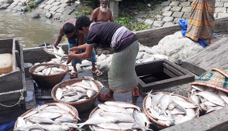 চাঁদপুর মৎস্য বন্দর ইলিশে সয়লাব