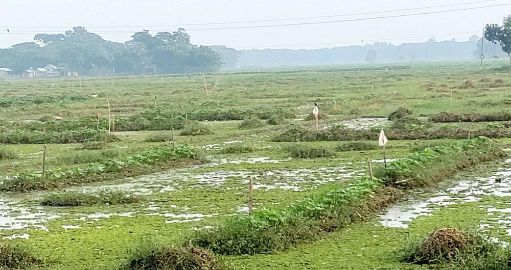 আগাছা-কচুরিপানাতে কৃষকের লাভের হাসি