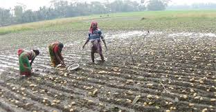 বৃষ্টিতে দুশ্চিন্তায় আলু চাষীরা