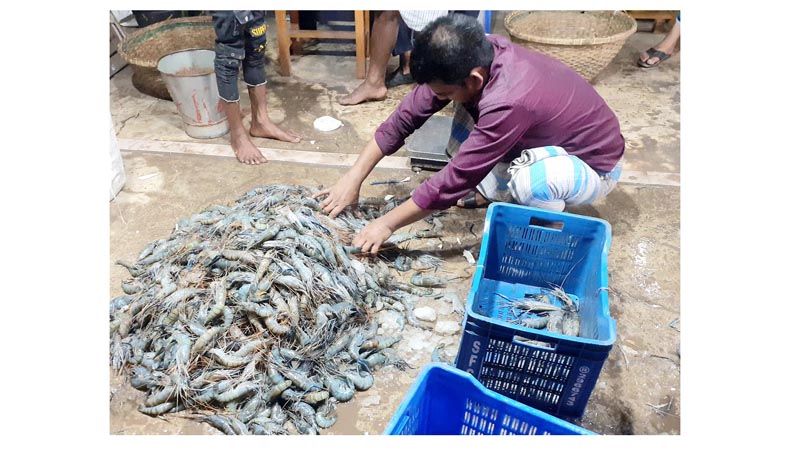 কোস্টগার্ড সোর্সের জেলিযুক্ত চিংড়ি মাছ ঘাটে বিক্রির অভিযোগ