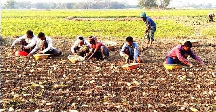 মুন্সিগঞ্জে হিমাগার সঙ্কটে আলু চাষীরা বিপাকে