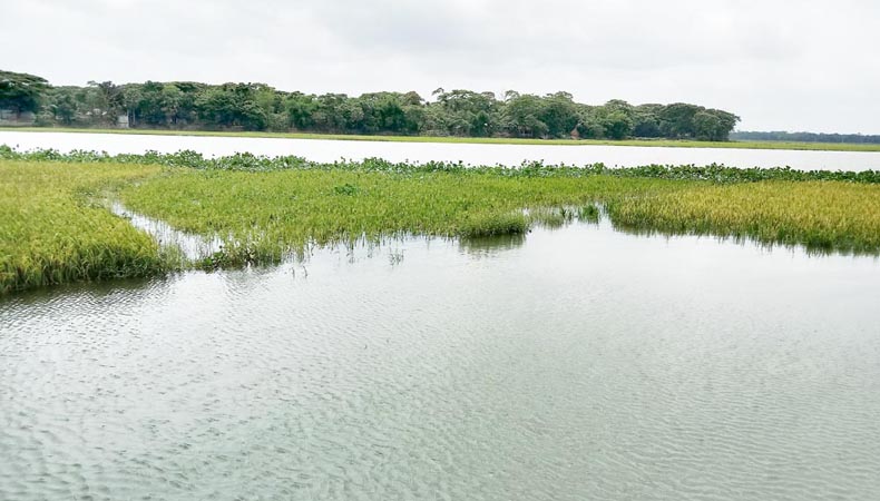 চাঁদপুরের নদ-নদীতে জোয়ারে পানি বৃদ্ধি