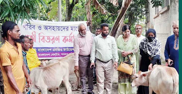 মতলবে গরিব ও অসহায়দের মাঝে গাভী বিতরণ  