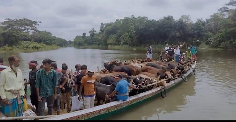 মুন্সীগঞ্জে জমে উঠেছে কোরবানীর পশুর হাট