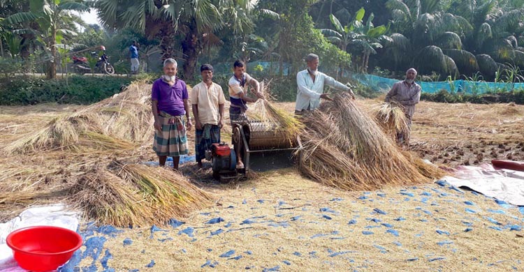 ফরিদগঞ্জে রোপা আমন ধান কাটা শুরু, কৃষকের মুখে হাসি  