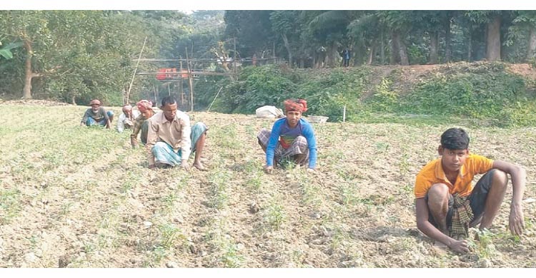 আলুর বাম্পার ফলনের সম্ভাবনা, ন্যায্য দাম নিয়ে শঙ্কায় কৃষকরা