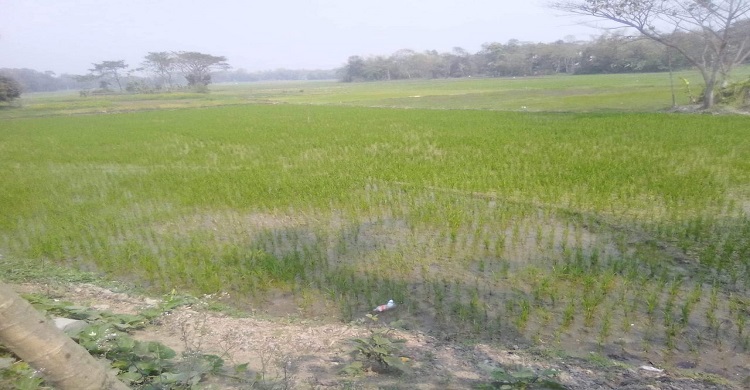 বোরো ধানের সবুজ চারায় ভরে গেছে আড়িয়াল বিল