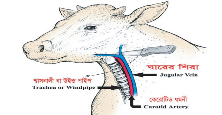 কোরবানির পশু জবাই করার নিয়ম