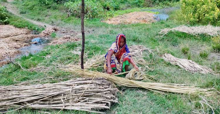 সোনালী আঁশ পাট চাষে আগ্রহ হারাচ্ছে কৃষক ॥ বেড়েছে পাটের শাক বিক্রি  