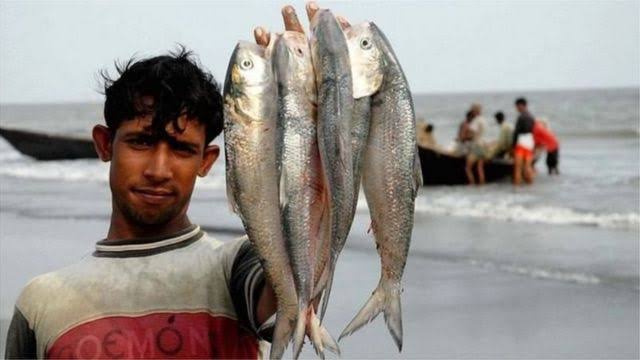 ১২ অক্টোবর থেকে টানা ২২ দিন ইলিশ আহরণ ও বিক্রি নিষিদ্ধ