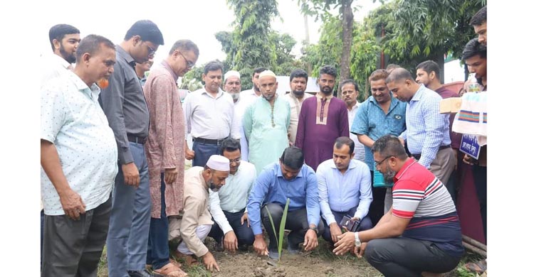 চাঁদপুর জেলায় ২৫ হাজার তালগাছ রোপণ কর্মসূচি শুরু  