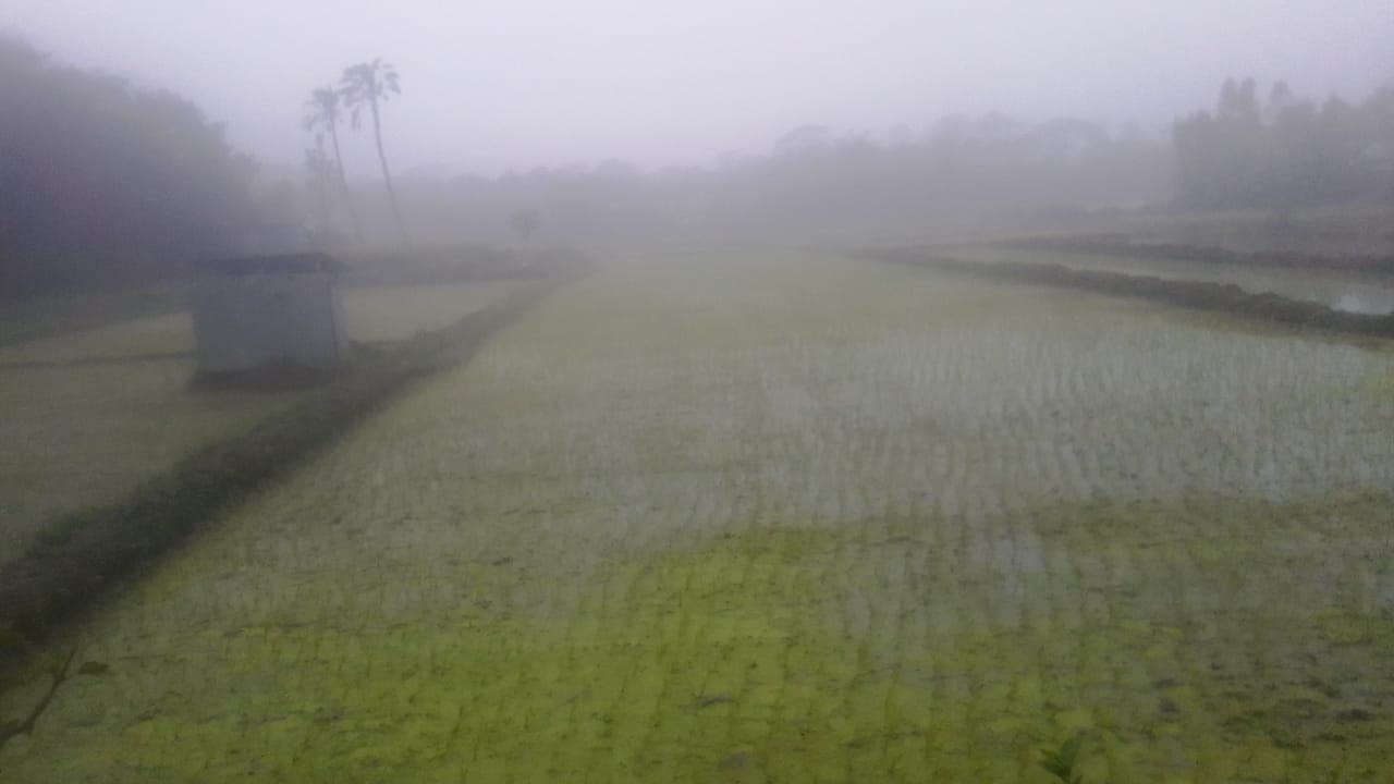 শ্রীনগরে কনকনে শীতকে উপেক্ষা করে  বোরো ধানের চারা রোপণ