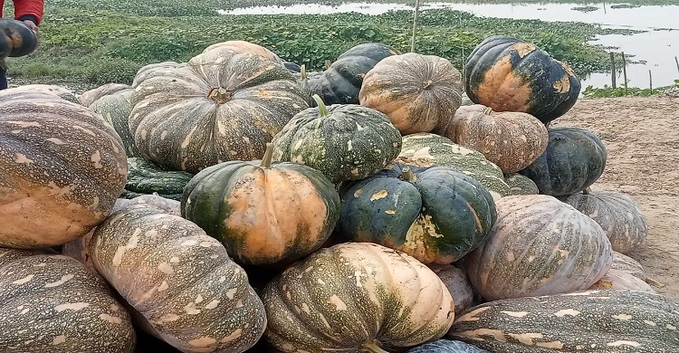 শ্রীনগর আড়িয়াল বিলে নজর কারা মিষ্টি কুমড়া