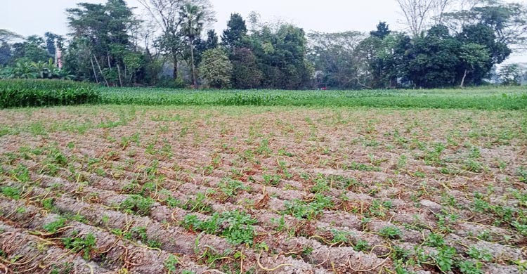 মতলবে কীটনাশক দিয়ে আলু চাষের জমি নষ্ট করার অভিযোগ     