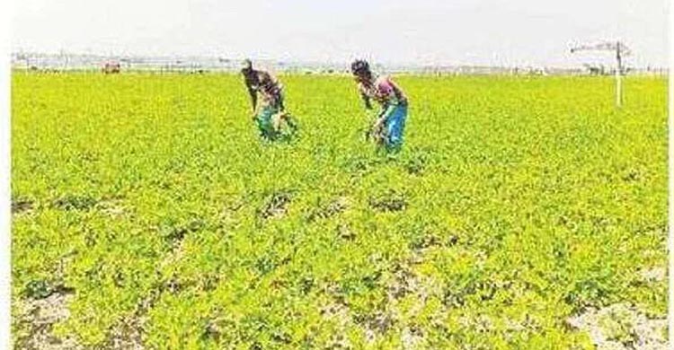 মতলবের চরজুড়ে বাদামের বাম্পার ফলন    