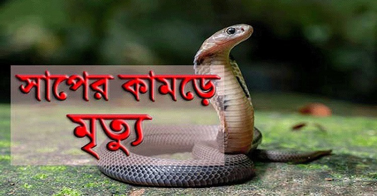 হাজীগঞ্জে বসতঘরে সাপে কামড়ে ৩ সন্তানের জননীর মৃত্যু