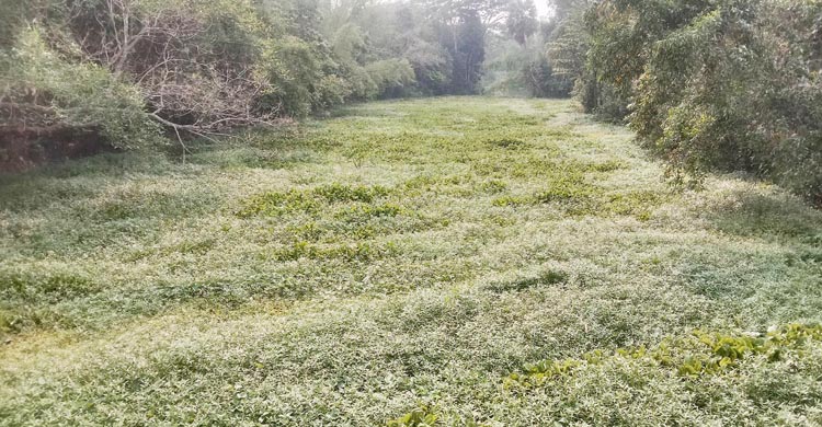 সিআইপি বেড়িবাঁধের খালে কচুরিপানা পরিষ্কারের নামে অর্থ আত্মসাৎ