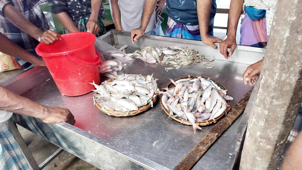 চরভৈরবী মাছের আড়তে প্রকাশ্যে জাটকা ও পাঙ্গাশের পোনা বিক্রি  