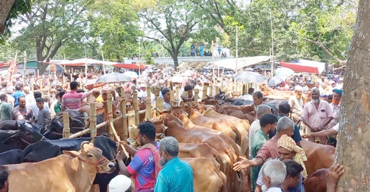 কোরবানির পশুর হাটে ক্রেতার চাইতে মৌসুমি বেপারী বেশি  