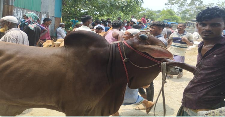 চাঁদপুরে এখনো জমে ওঠেনি কোরবানির পশুর হাট