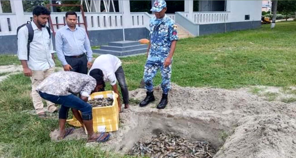 চাঁদপুরে ১১ মণ জেলিযুক্ত চিংড়ি জব্দ  