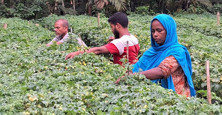 আষাঢ়ে ফসল, প্রাণী ও মাছে সফলতা পেতে যা করতে হবে কৃষক-কৃষাণির  