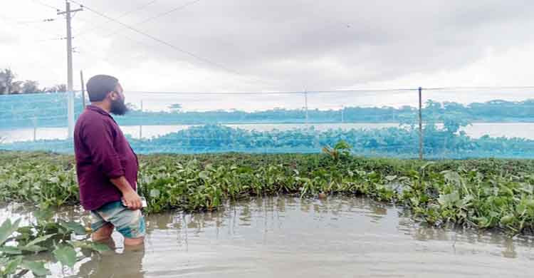 মৎস্যচাষীদের কোটি কোটি টাকার মাছ ভেসে গেছে 