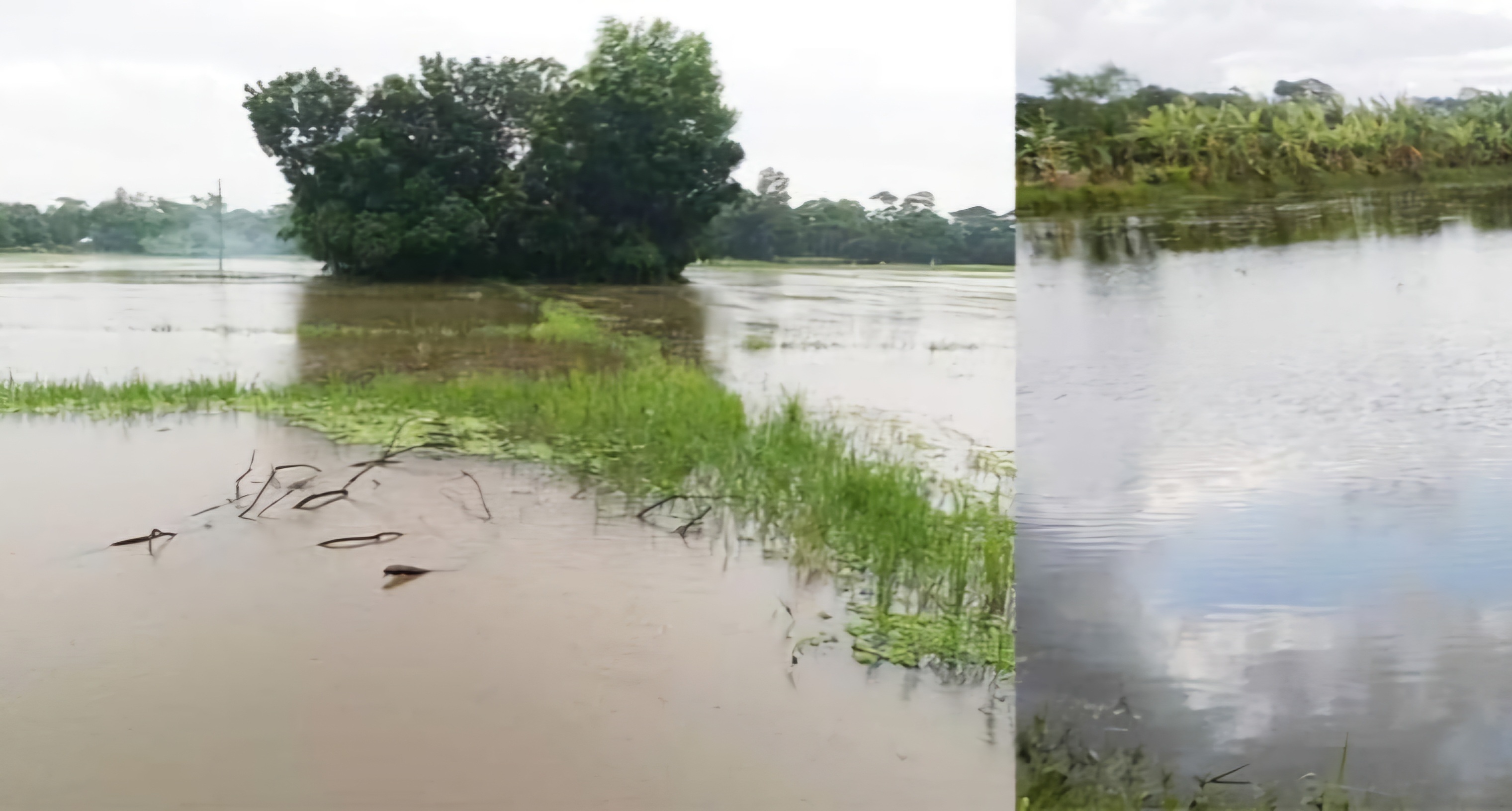 মেঘনা-ধনাগোদা সেচ প্রকল্পে জলাবদ্ধতায় উৎপাদন বিপর্যয়ের শঙ্কা