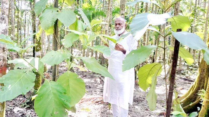 গাছের সঙ্গে  বীর মুক্তিযোদ্ধা দেলোয়ার পাটওয়ারীর পঞ্চাশ বছরের সখ্যতা