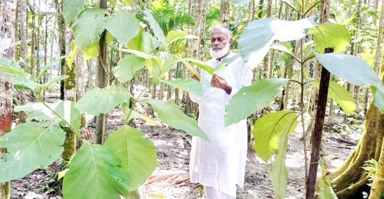 গাছের সঙ্গে বীর মুক্তিযোদ্ধা দেলোয়ার পাটওয়ারীর পঞ্চাশ বছরের সখ্যতা  