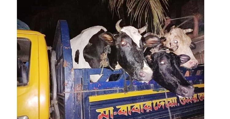 শাহরাস্তিতে ডাকাতির কায়দায় ১৪টি গরু চুরি