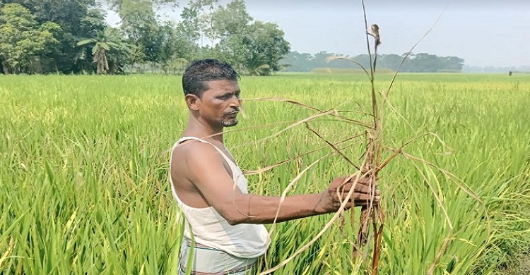 চাঁদপুরে ধান ক্ষেতে ব্লাস্ট রোগের আক্রমণ! দুশ্চিন্তায় কৃষক