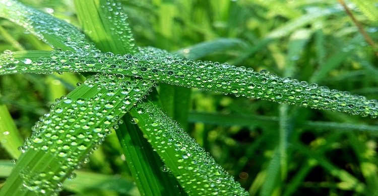 শীতের আগমনী বার্তা