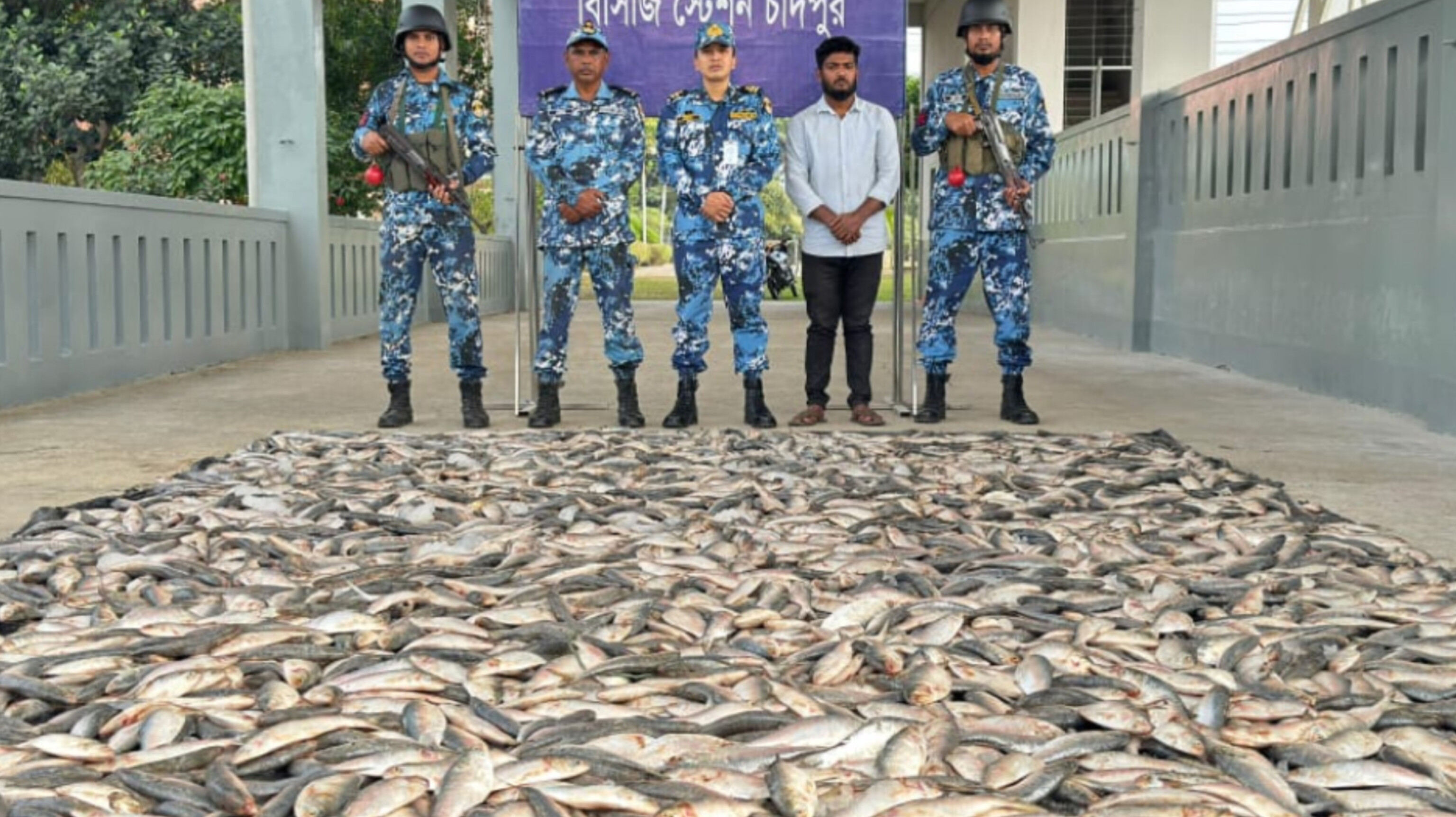 কোস্টগার্ডের অভিযানে ১৬শ’ কেজি জাটকা ইলিশ  জব্দ