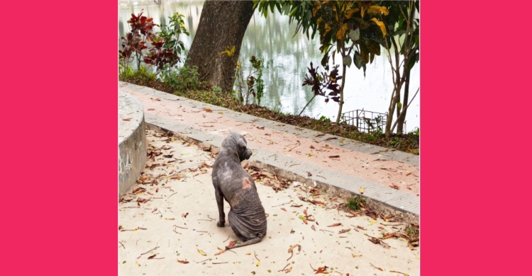 বাবুরহাট কলেজে  অসহায় কুকুর: মানবিকতার দাবি কি?