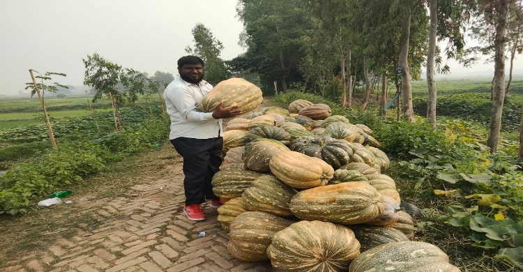 ধামাকা! আড়িয়াল বিলের মিষ্টি কুমড়া: স্বাদে রাজা, সাফল্যে বাদশা!