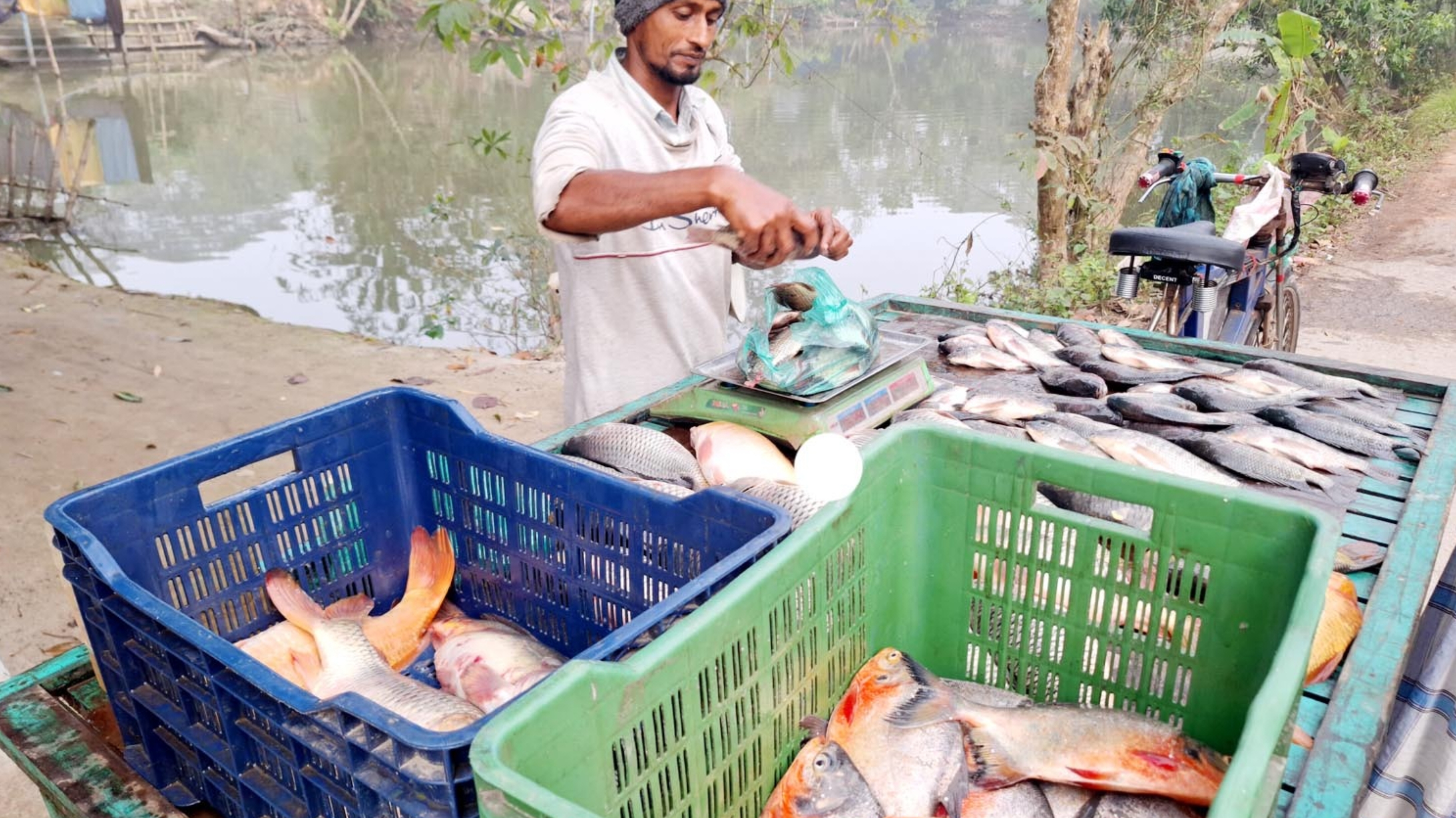 হাজীগঞ্জে নিষিদ্ধ পিরানহা বিক্রি হচ্ছে রূপচাঁদার নামে