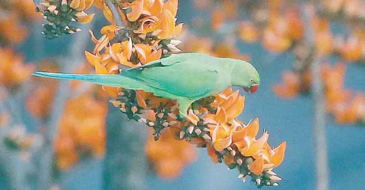 বসন্ত : সৌন্দর্য, আনন্দ ও নবজাগরণের ঋতু