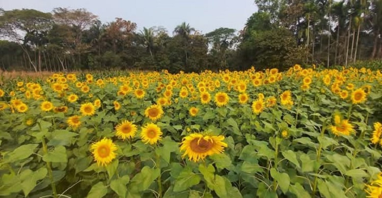 মতলব উত্তরে জনপ্রিয় হয়ে উঠছে সূর্যমুখী চাষ