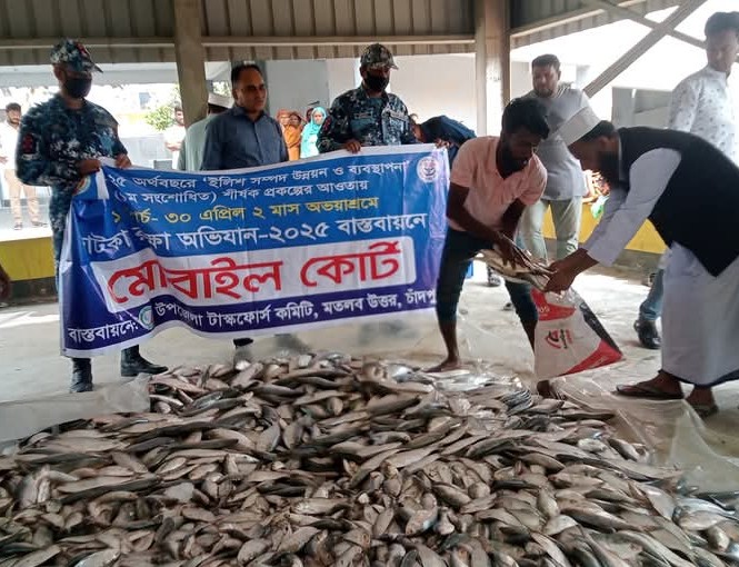 মতলবে মেঘনায় অভিযান   ট্রলারযোগে পাচারকালে ইলিশ ও জাটকা আটক