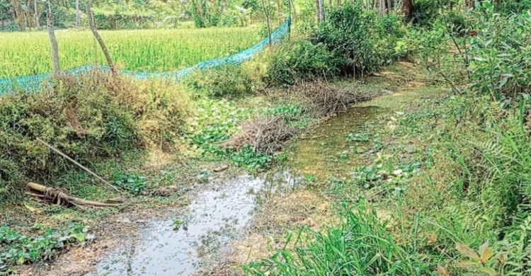 ফরিদগঞ্জে খনন না করায় খাল শুকিয়ে গেছে