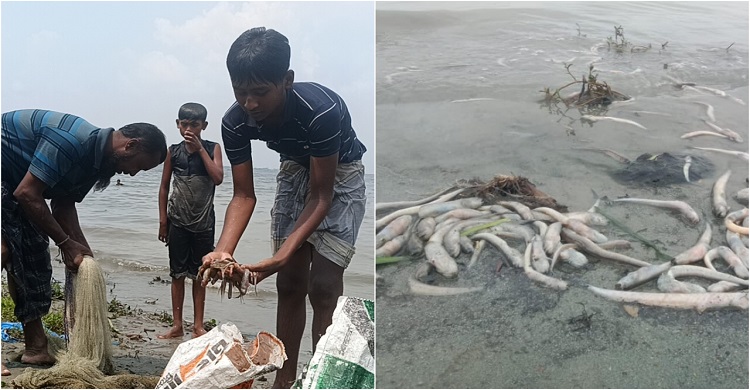 মতলব উত্তরে মেঘনা নদীতে আবারো ভেসে উঠছে মরা মাছ