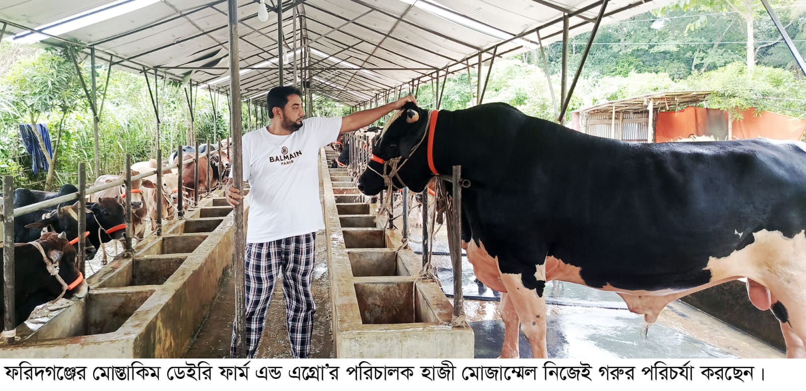 কোরবানির জন্যে প্রস্তুত দু শতাধিক গরু মহিষ