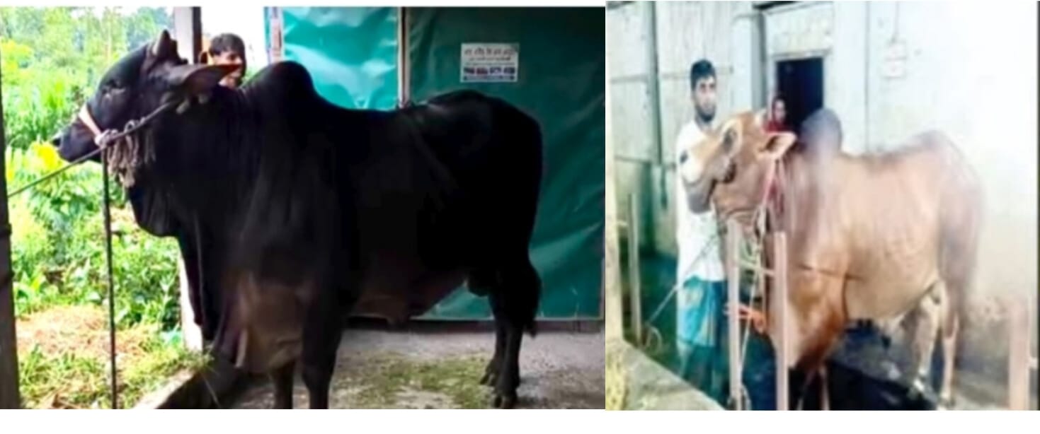 মতলব উত্তরে ৪ হাজার ৮শ' পশু কোরবানির জন্যে প্রস্তুত।। ঘাটতি ৩৯৮ কোরবানির হাট কাঁপাবে কালিয়া ও লালু সর্দার