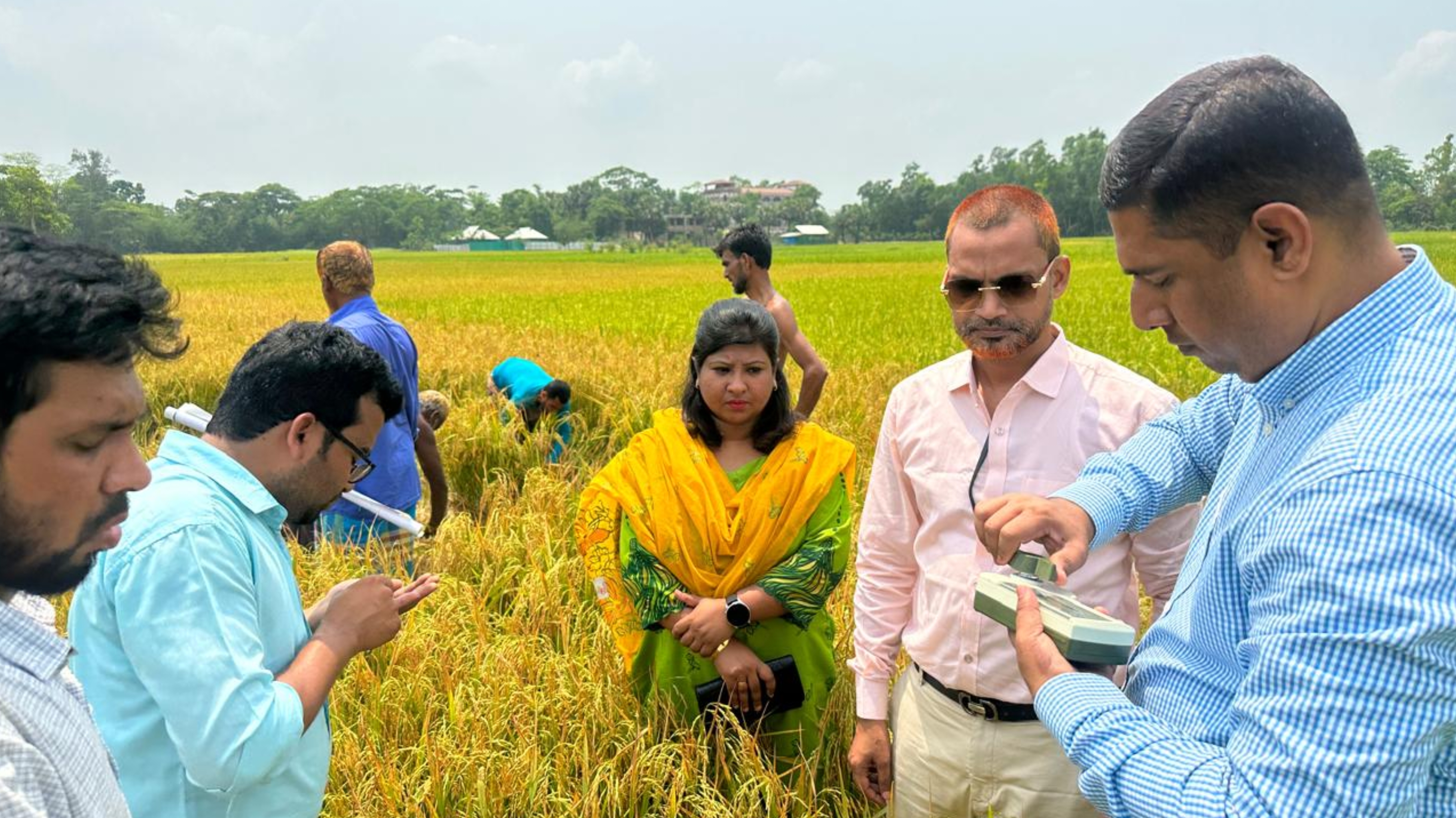 শাহরাস্তিতে বোরো ধান উৎপাদনে লক্ষ্যমাত্রা অতিক্রম