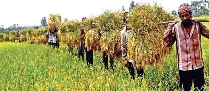 ফরিদগঞ্জে ধান সংগ্রহ অভিযান