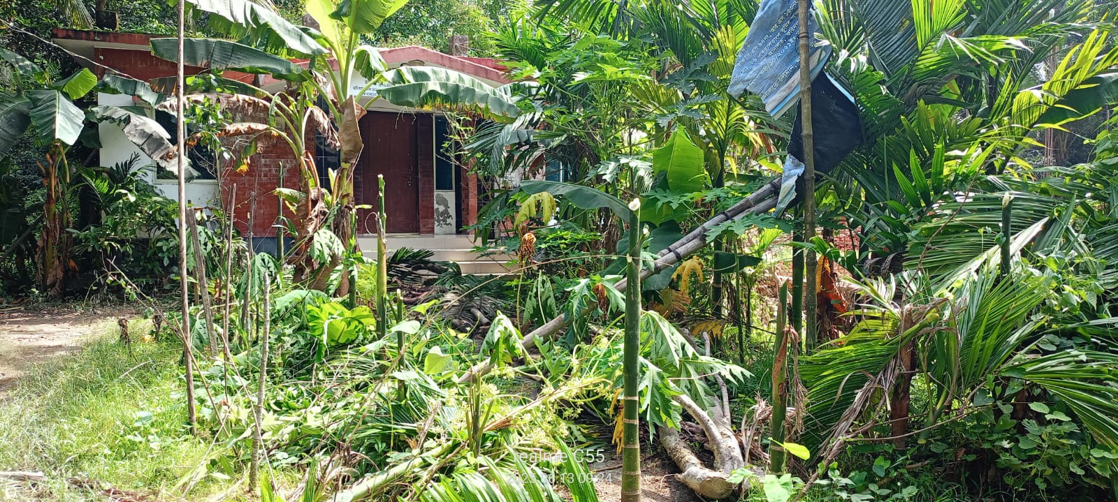 পূর্ব শত্রুতার জেরে কাটা হলো বিভিন্ন প্রজাতির গাছ, থানায় অভিযোগ