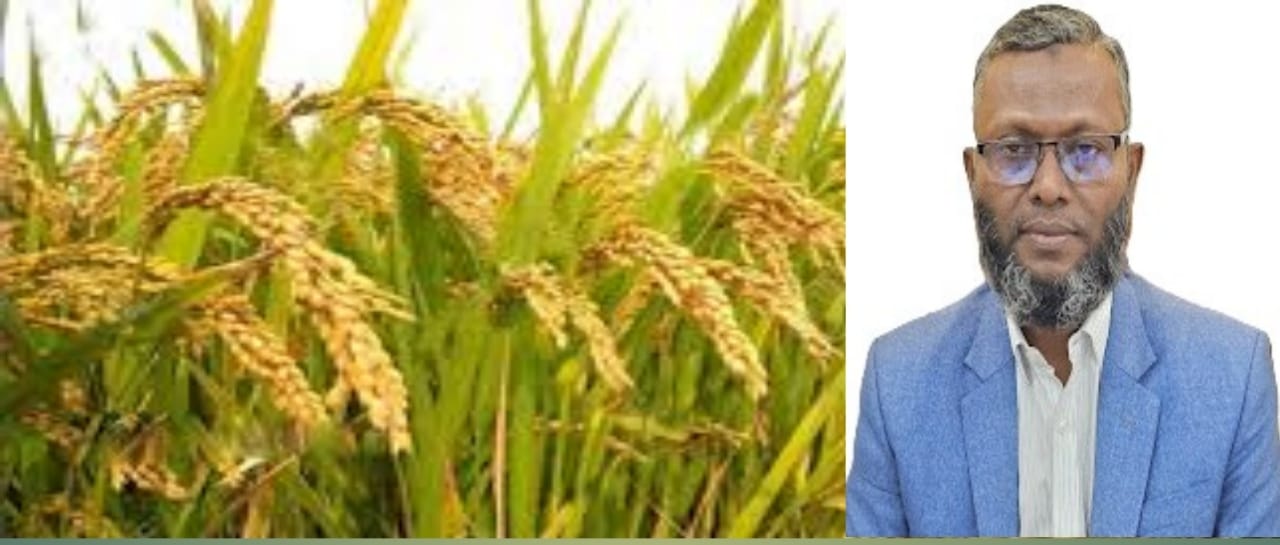 চাঁদপুরে আমন ধানের জাত পরিচিতি শীর্ষক প্রশিক্ষণ
