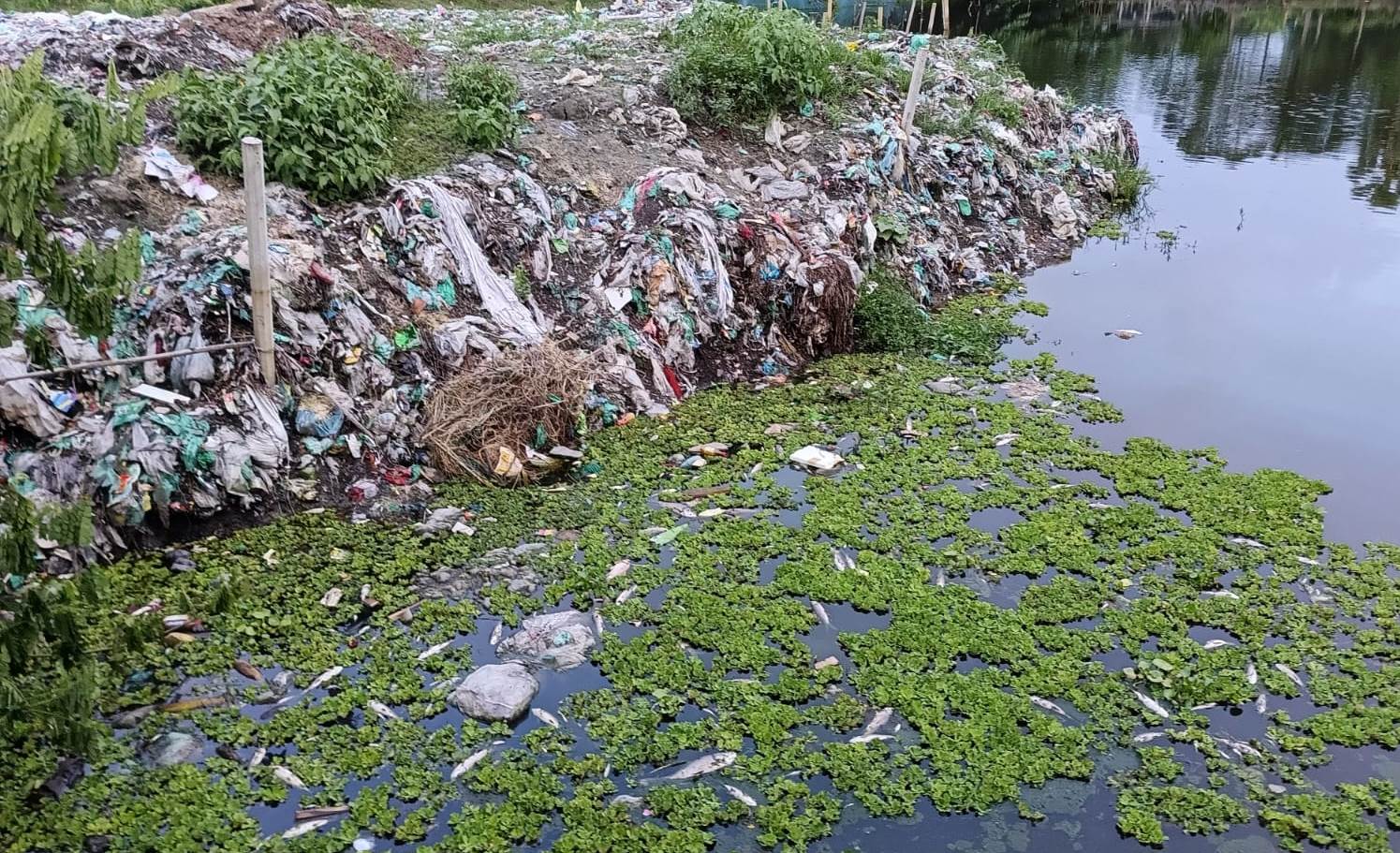বর্জ্যের বিষক্রিয়ায় শাহরাস্তিতে দিঘিতে ভেসে উঠছে মরা মাছ