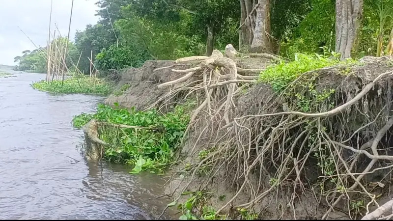 অসময়ে ডাকাতিয়া নদীর ভাঙ্গন, আতঙ্কিত হাজারো পরিবার